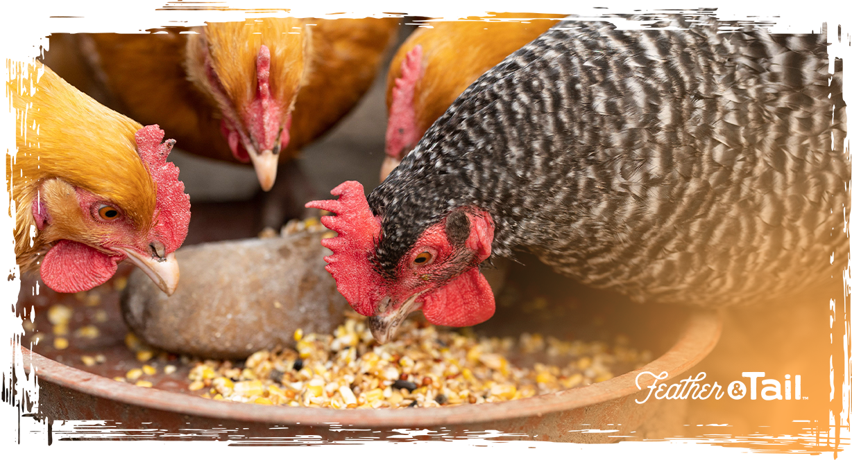 Backyard Flock Feed Mix: A Layer-by-Layer Guide – Feather & Tail