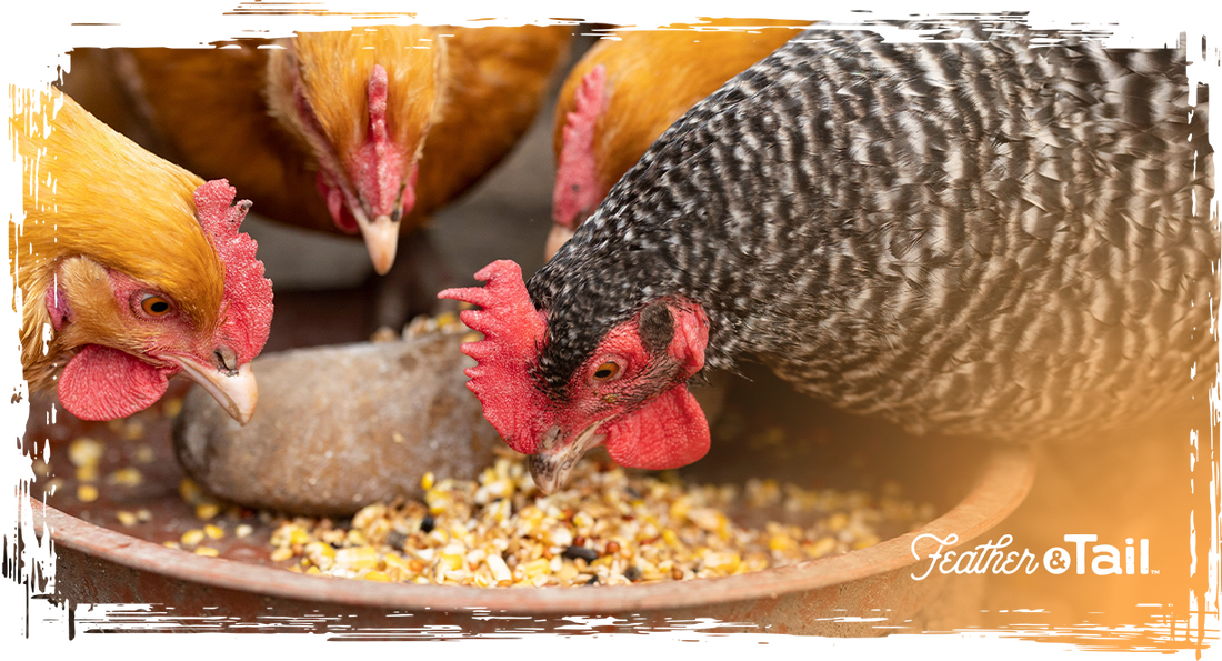 What’s in a Backyard Flock Feed Mix? A Layer-by-Layer Guide