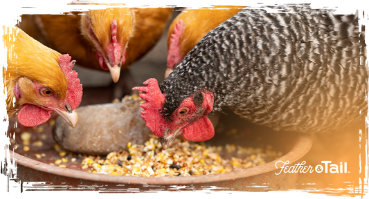 What’s in a Backyard Flock Feed Mix? A Layer-by-Layer Guide