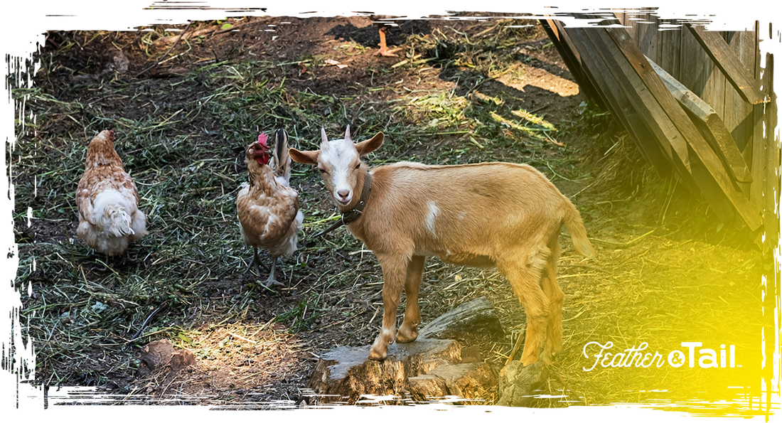 Goat standing beside chickens