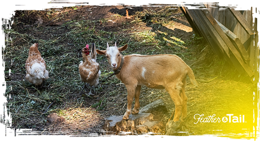 Goat standing beside chickens