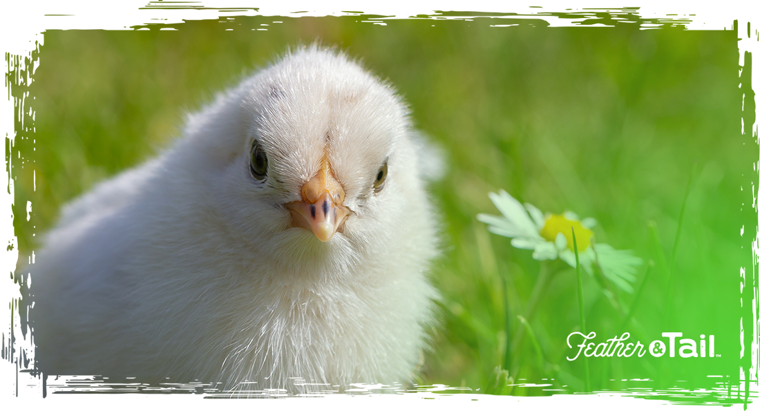 Best Organic Chicken Feed for Layers