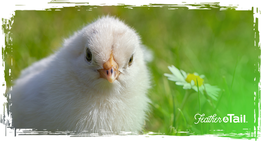 Best Organic Chicken Feed for Layers
