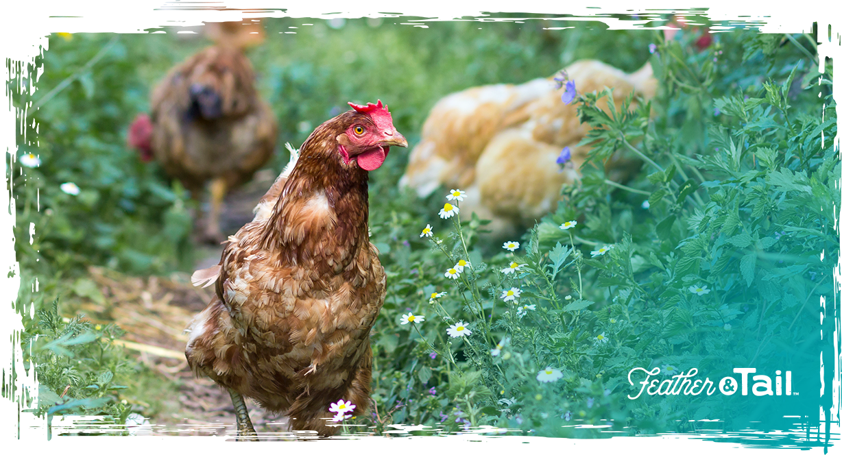 Best Feed for Small Farm Animals to Boost Weight Gain