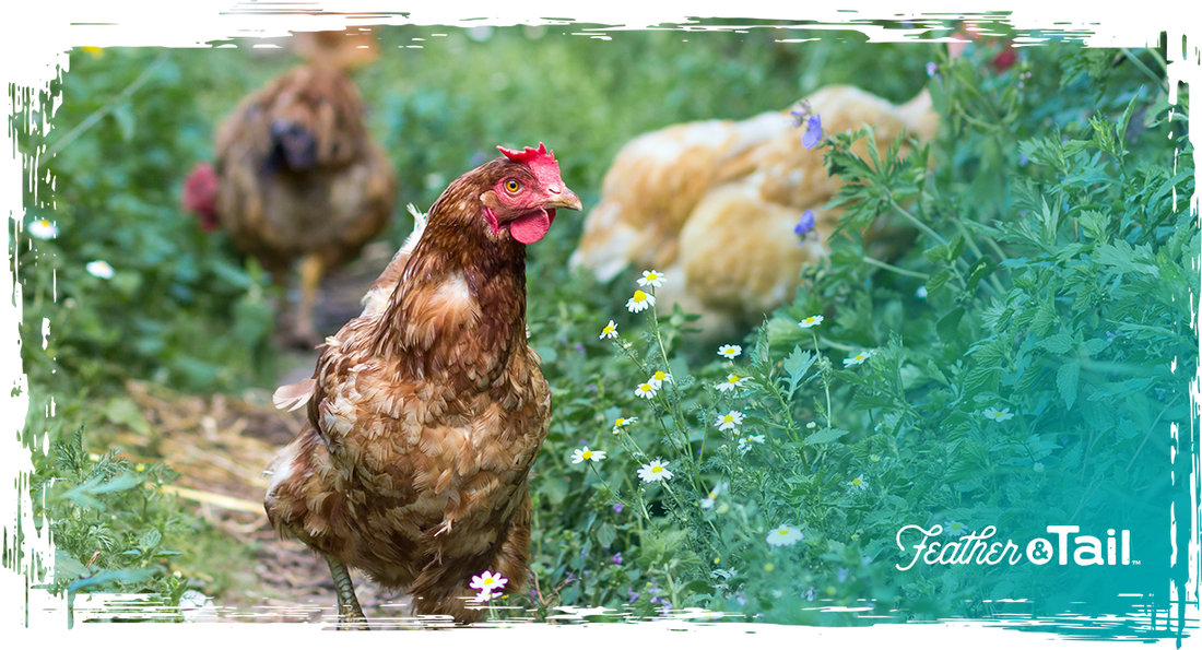 Best feed for farm animals to improve weight
