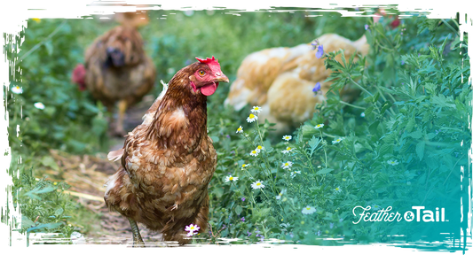 Best feed for farm animals to improve weight