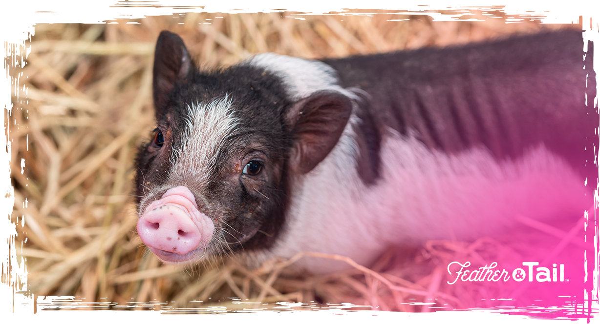 Feeding Mini Pigs: What to Look for When Buying One