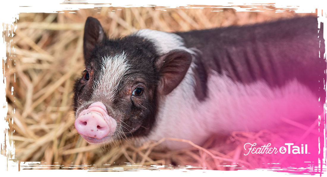 Feeding Mini Pigs: What to Look for When Buying One