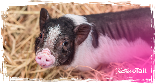 Feeding Mini Pigs: What to Look for When Buying One