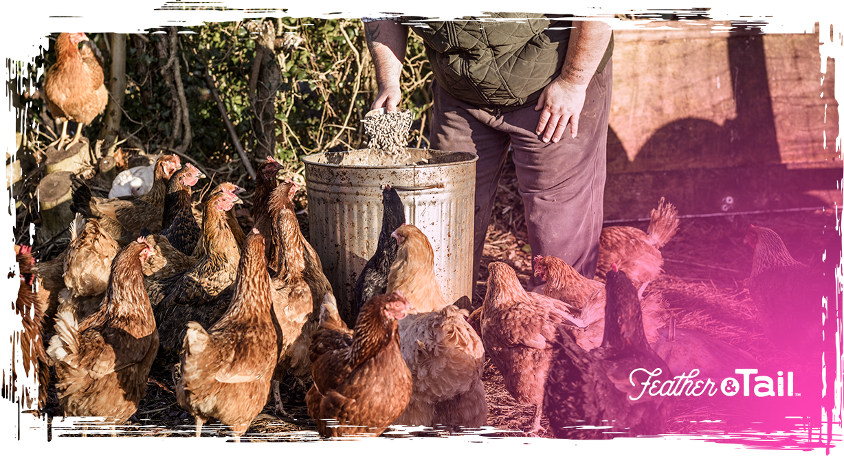 Feeding Pasture-Raised Birds: Blending Forage with Premium Feed