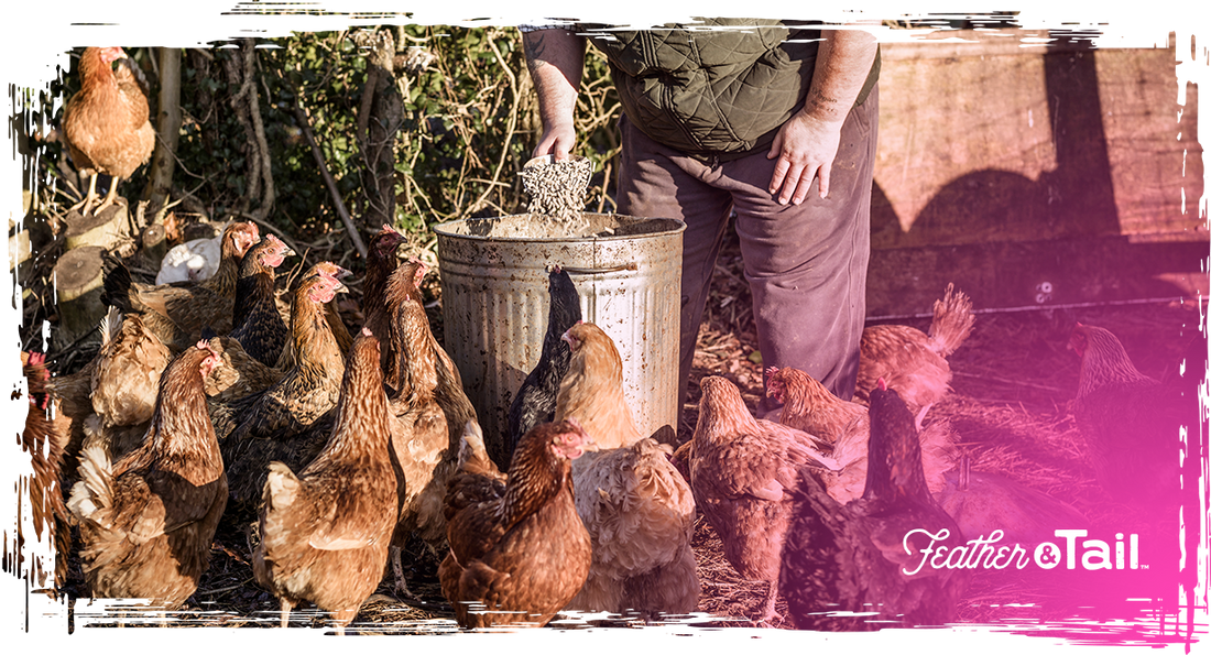 Feeding Pasture-Raised Birds: Blending Forage with Premium Feed