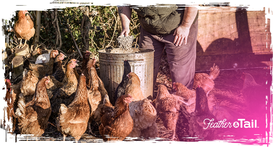 Feeding Pasture-Raised Birds: Blending Forage with Premium Feed