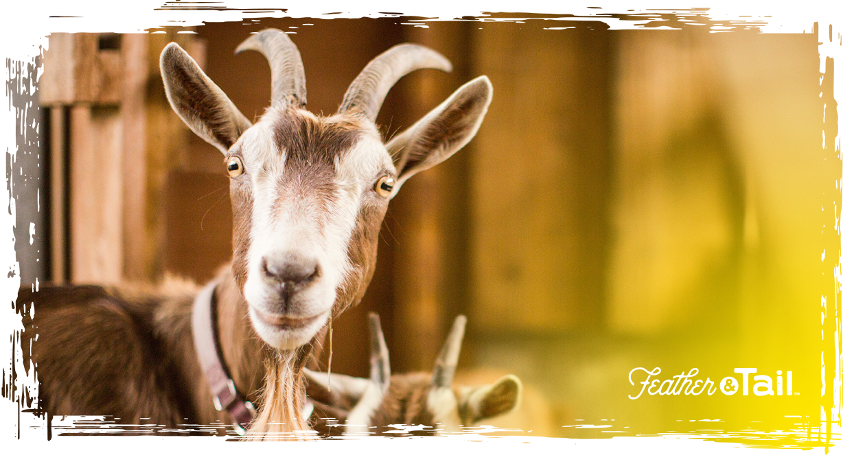 Goat Farming Nutrition: Pellets, Roughage, and What Your Goats Really Need