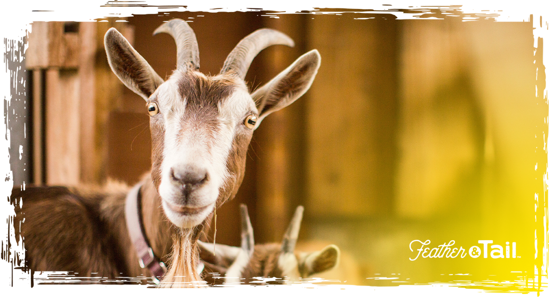 Brown goat with curved horns