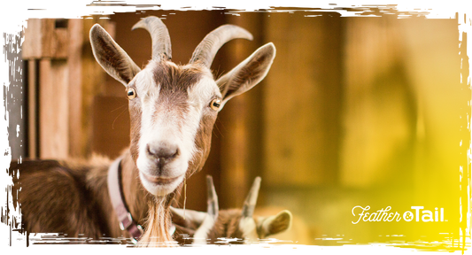 Brown goat with curved horns