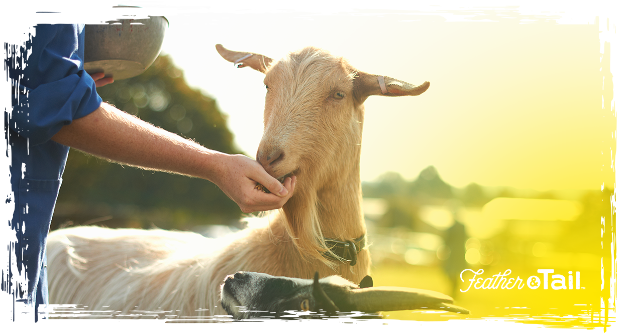Goat Feeding Guide: What to Feed Goats at Every Stage
