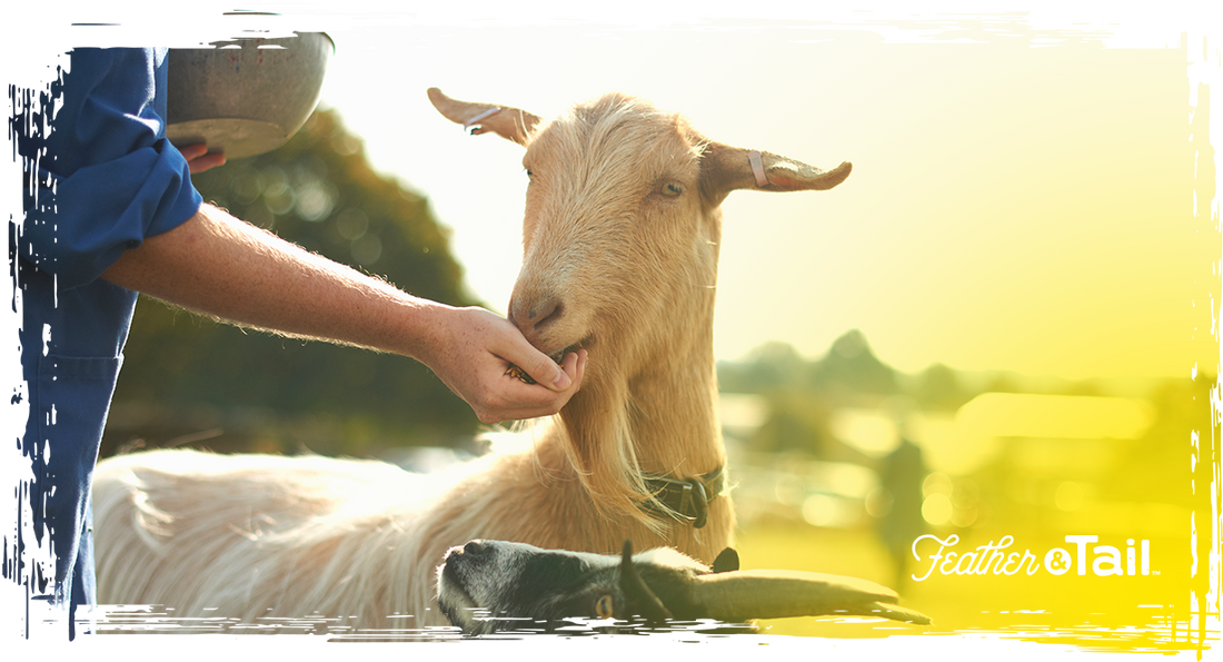 feeding a light brown goat outdoors