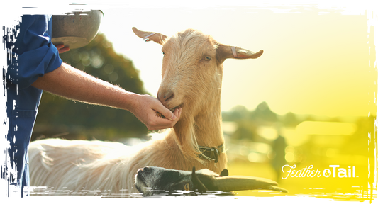 feeding a light brown goat outdoors