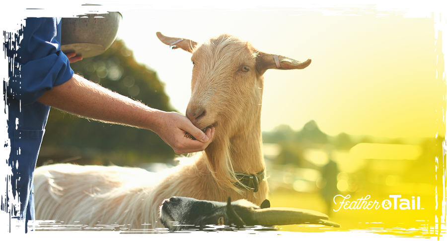 Goat Feeding Guide: What to Feed Goats at Every Stage