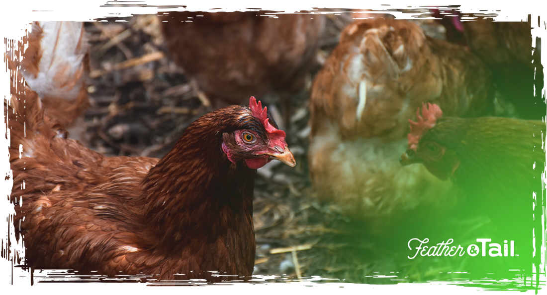 High-Protein Layer Feed: Fueling Peak Hen Performance