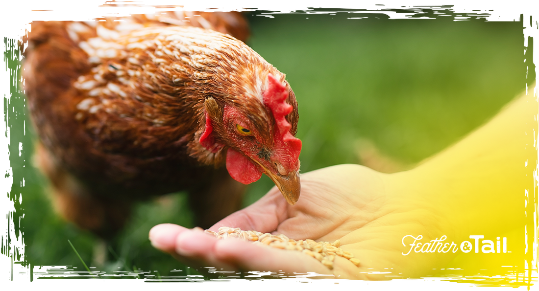 Non-Medicated Chicken Feed: Clean Nutrition for Healthy Birds