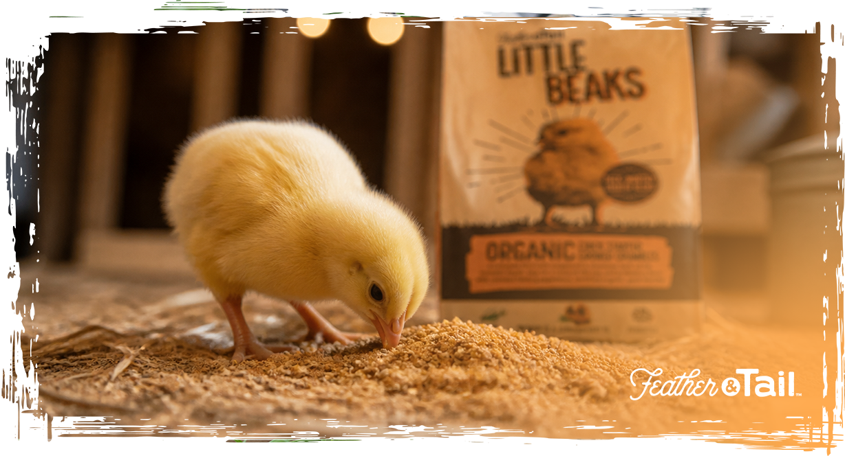 5 Things to Check Before Buying Chick Starter Feed