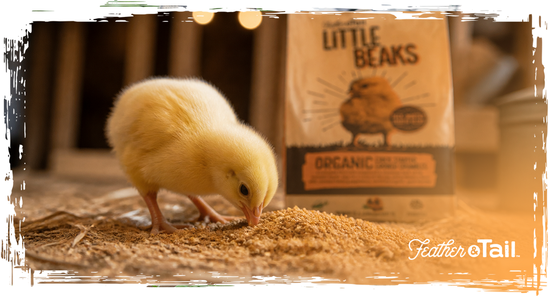 Yellow chick eating organic starter feed