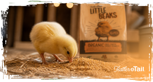 Yellow chick eating organic starter feed