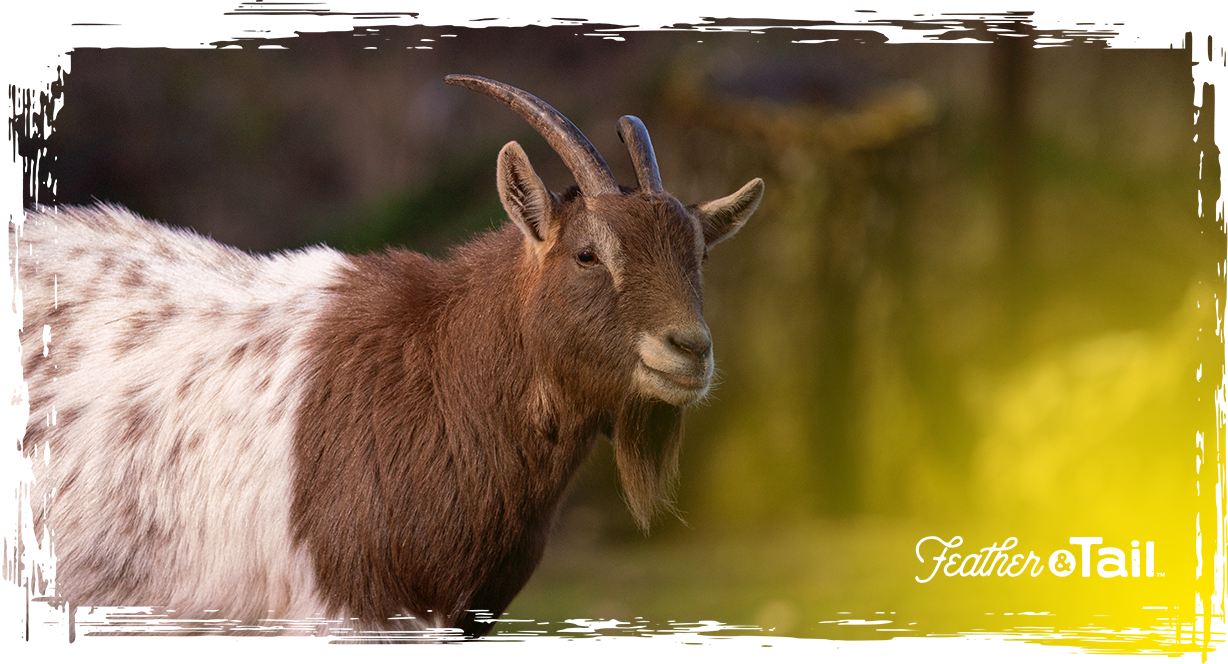 Is Premium Organic Goat Feed Worth the Cost?