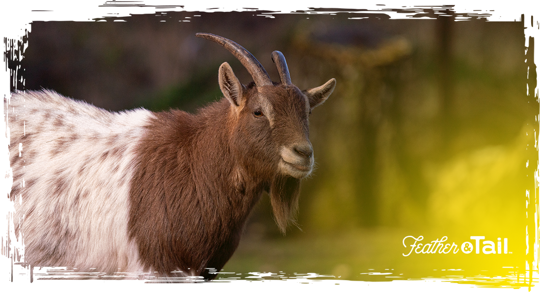 Brown goat with horns