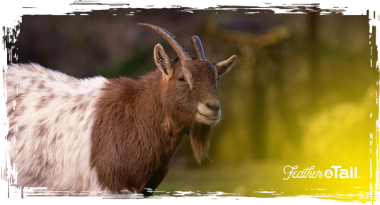 Brown goat with horns