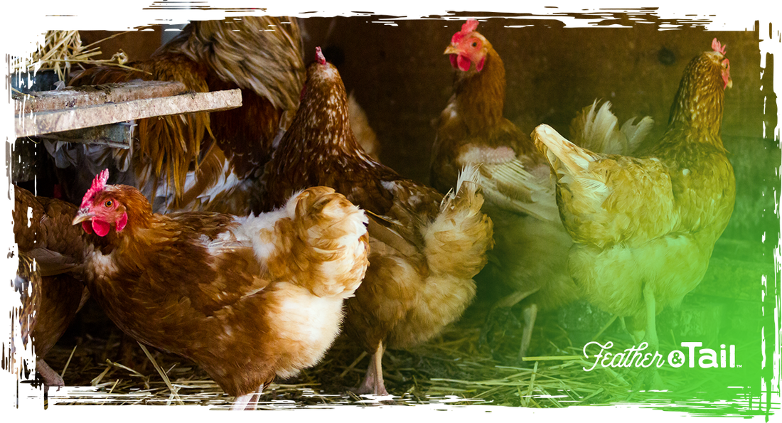 Brown laying hens inside a chicken coop