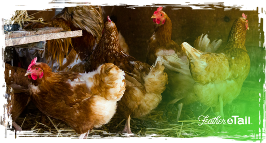 Brown laying hens inside a chicken coop