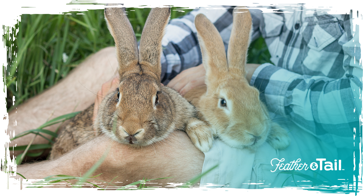 Pellets for Rabbits: How to Choose the Right One