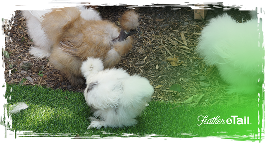 Silkie chickens resting together