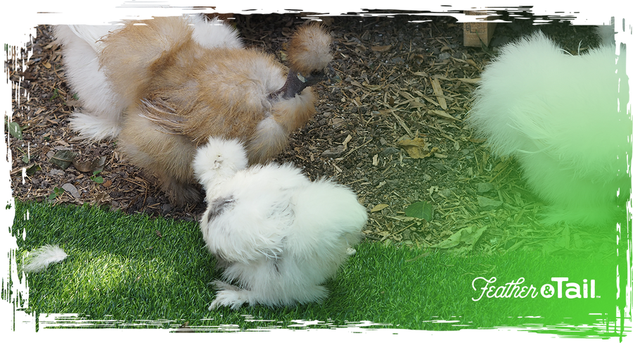 How to Raise Chickens Sustainably on a Small Farm
