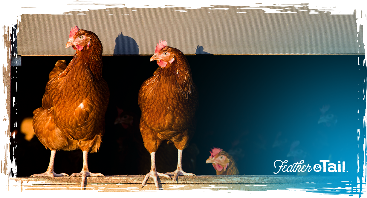 Sustainable Chicken Farming Tips for Small Farms and Homesteads