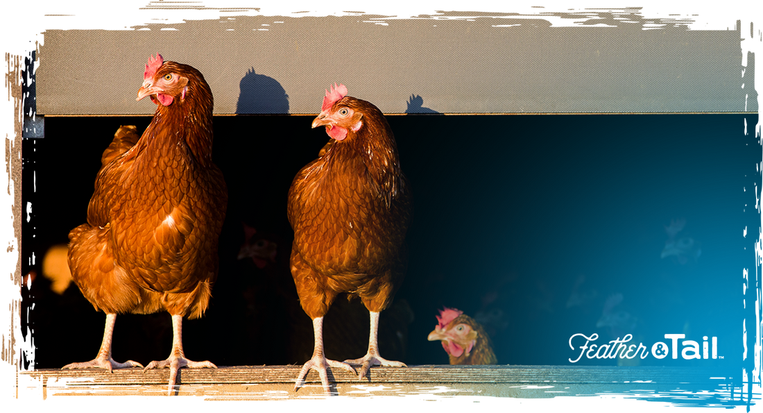 Chickens in the Farm