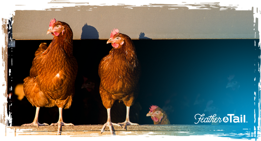 Chickens in the Farm
