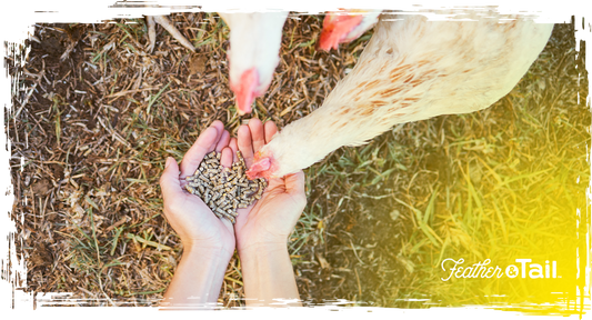 How to Know When It’s Time to Switch Poultry Feed Types