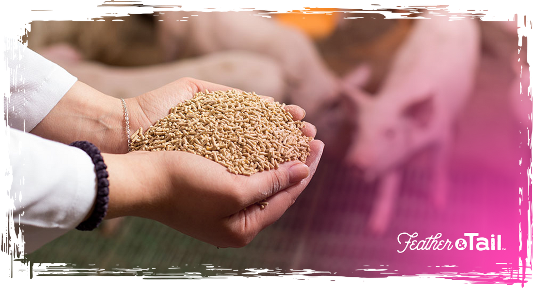 What to Feed During Illness: Recovery Nutrition 101