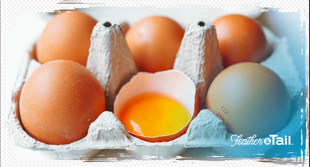 egg yolk color diet