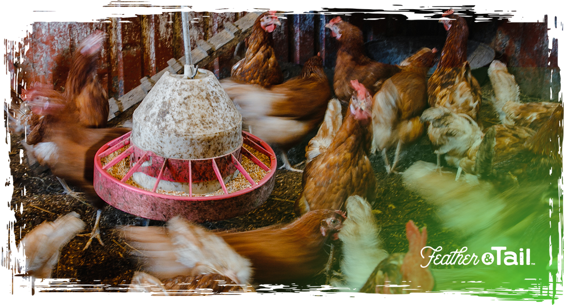 Feed Waste Hacks: How to Use Every Last Scoop