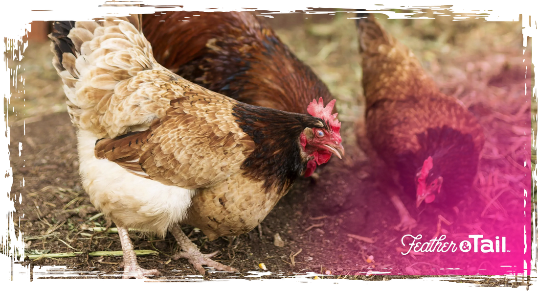 Boosting Backyard Flocks: Feed Tips for Small Farmers