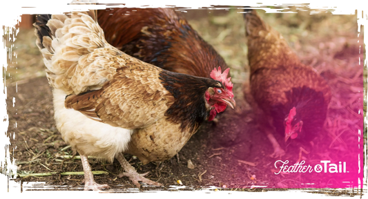Boosting Backyard Flocks: Feed Tips for Small Farmers