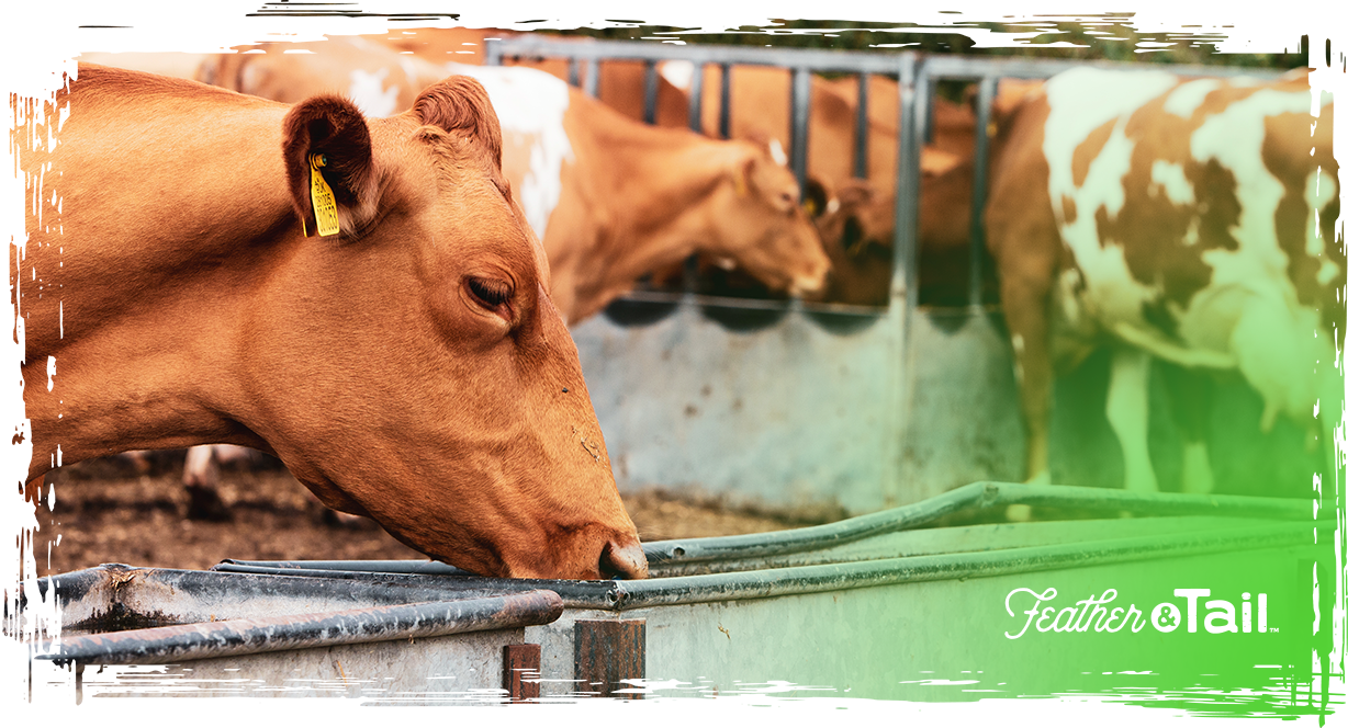 Feeding for Meat Quality: Nutrition That Shapes Flavor