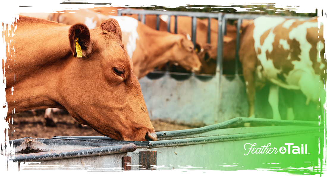 Feeding for Meat Quality: Nutrition That Shapes Flavor