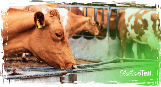 Feeding for Meat Quality: Nutrition That Shapes Flavor