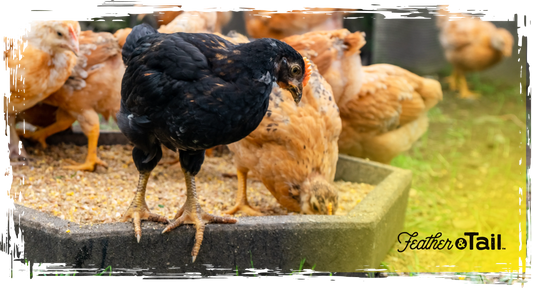 Livestock Feeding Myths New Homesteaders Believe