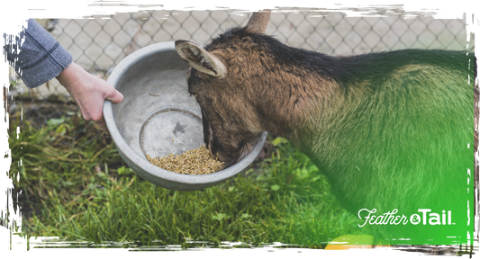 Low-Stress Feeding: Creating Calm Around Mealtime